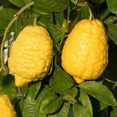 citron-cedrat-geant7.jpeg