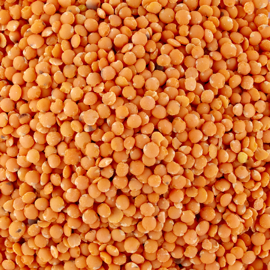lentilles_corail-1.jpg