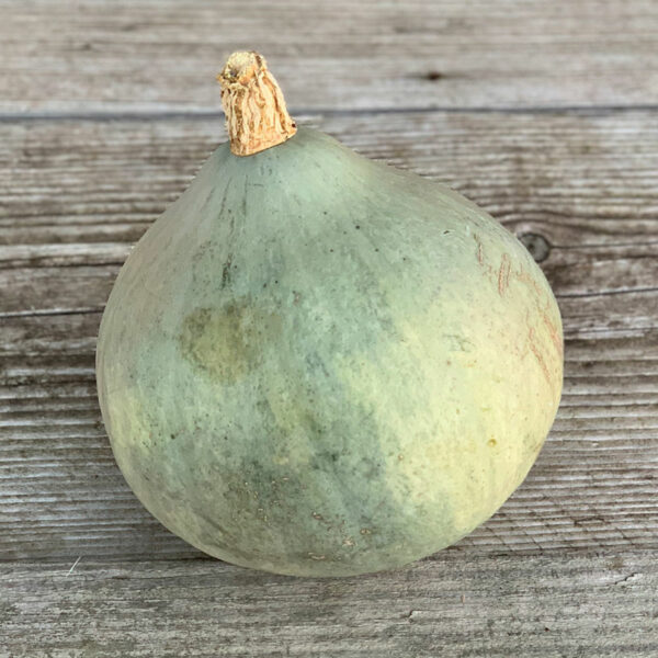 COURGE BLEUE DE HONGRIE (vendu entier prix au kg) - BIO